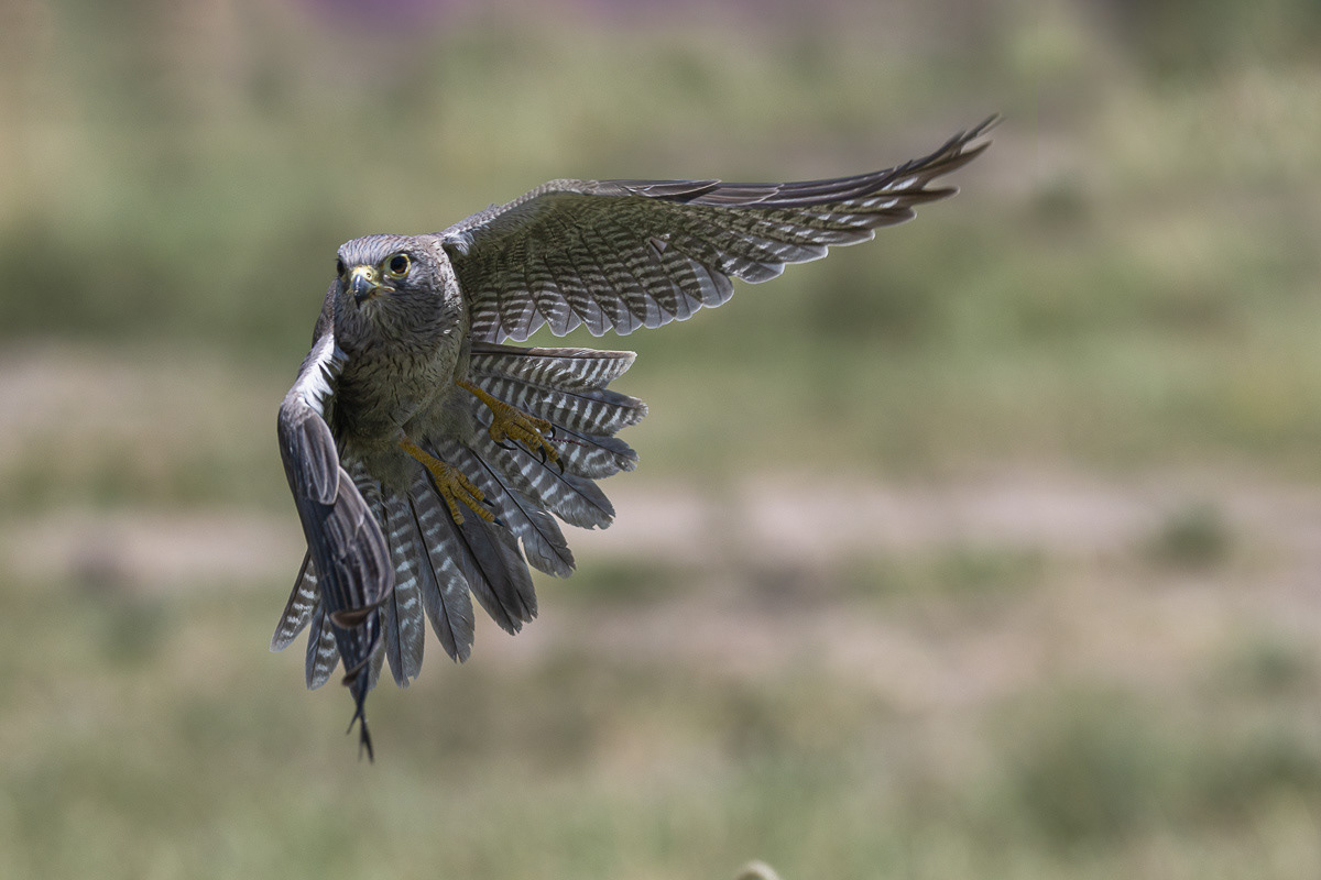 Faucon ardoisé (Dibond 40x60)