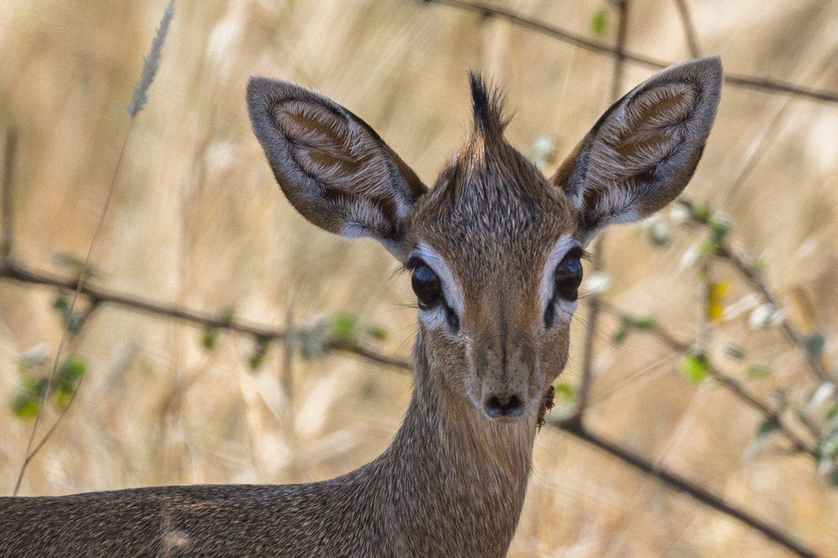Dik Dik