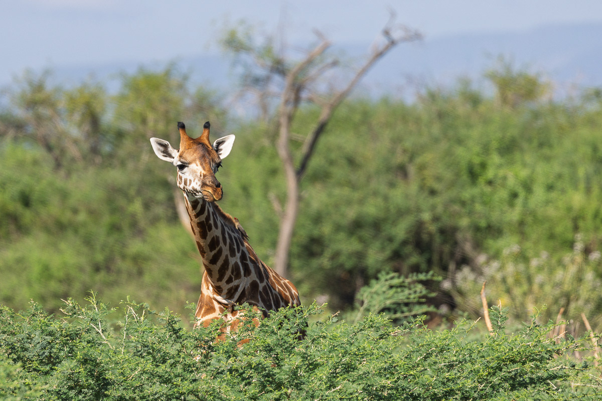 Girafe de Rothschild