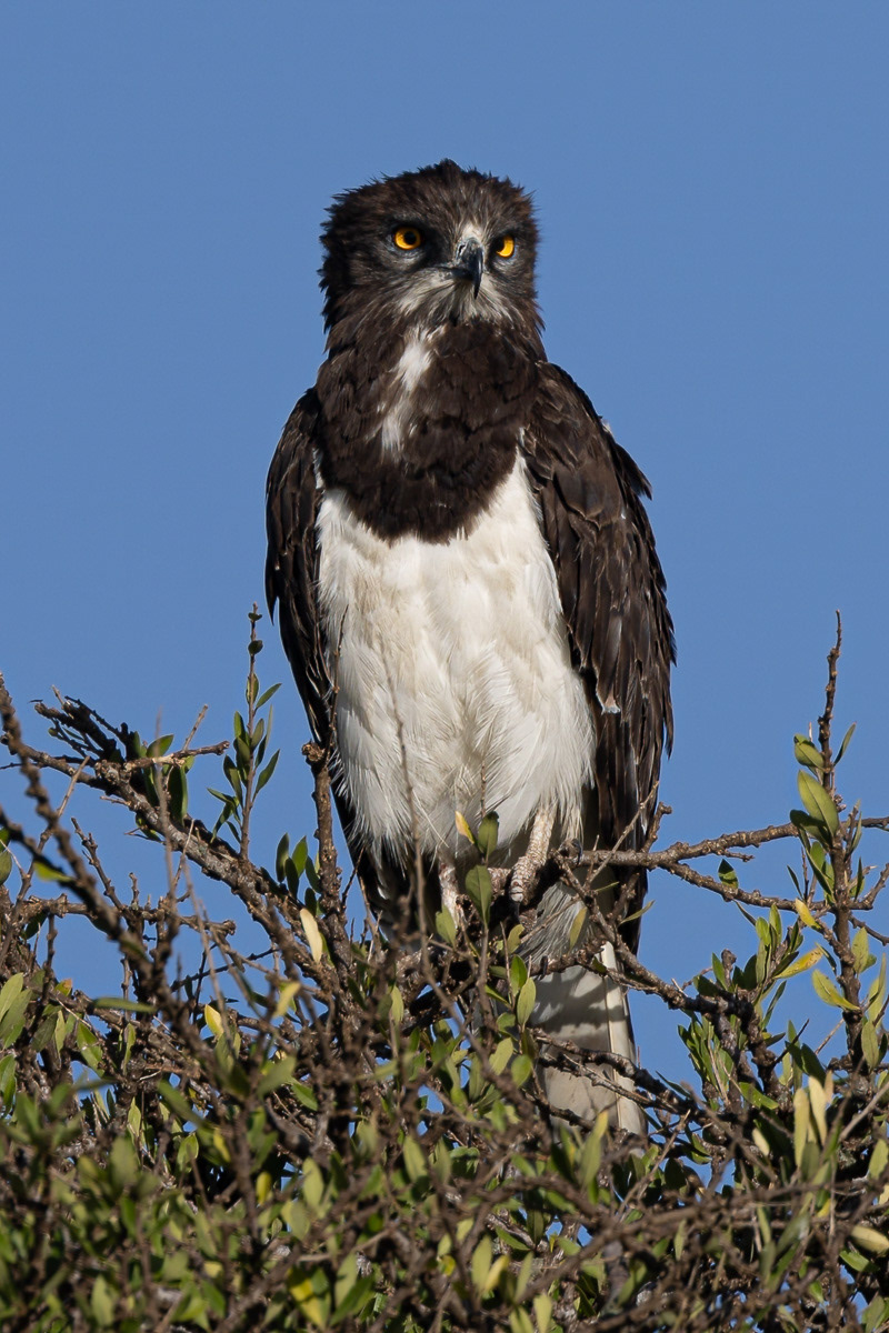 Circaète à Poitrine noire