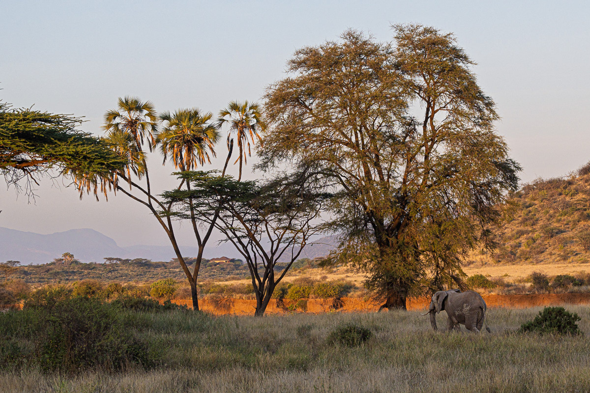 Eléphant