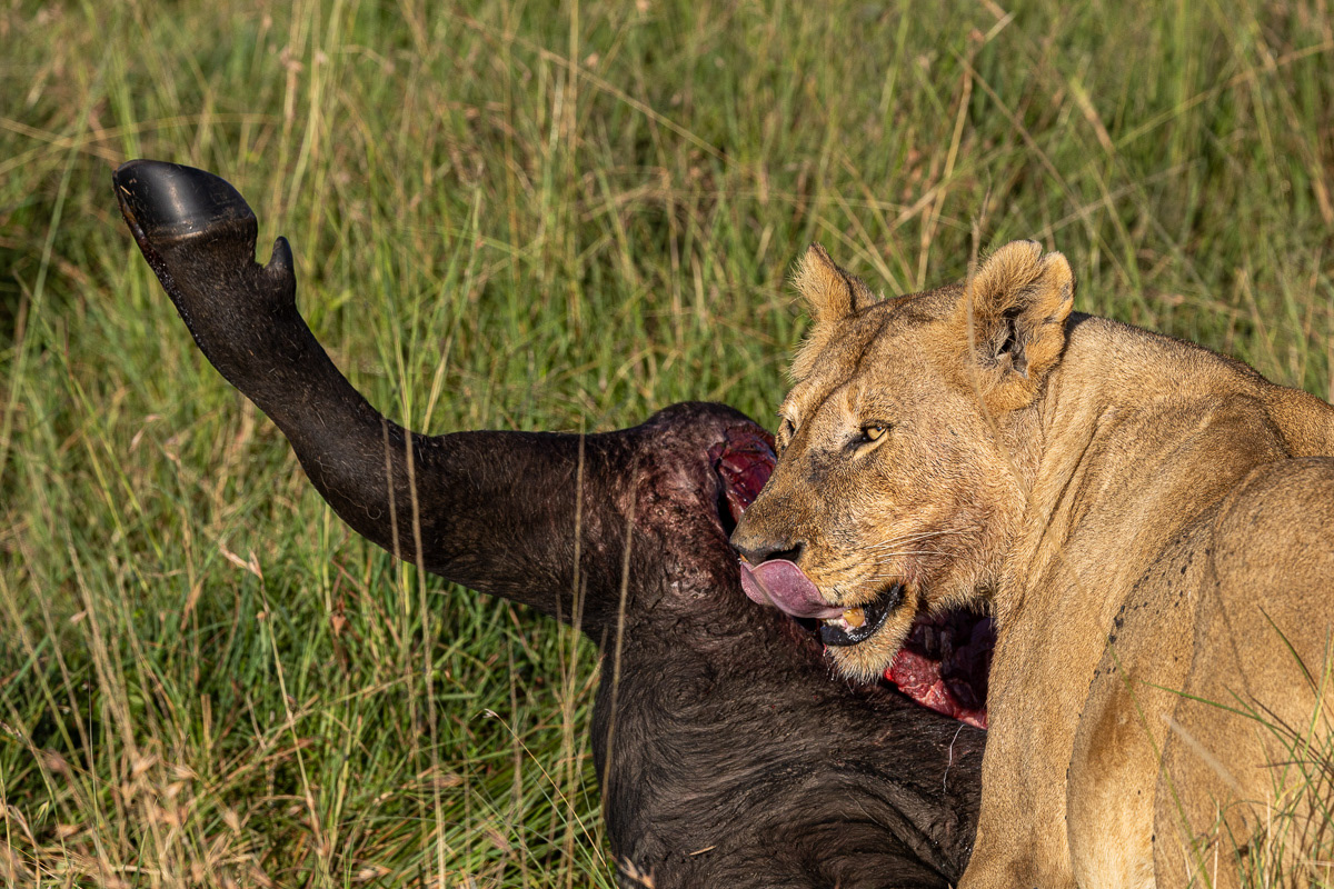 Lion