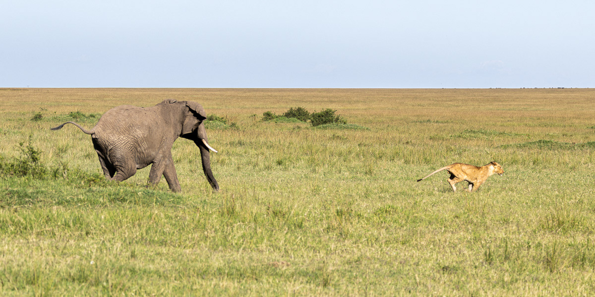 Eléphant