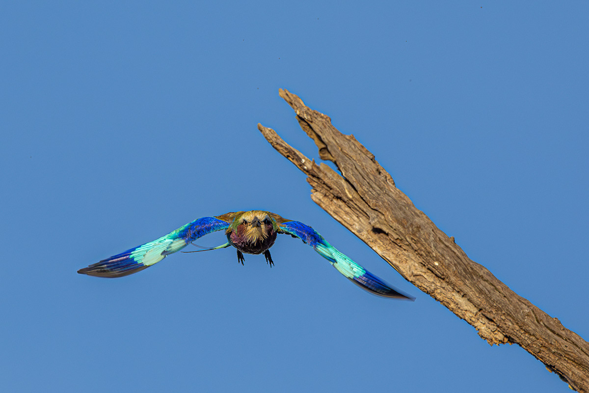 Rollier à long brun