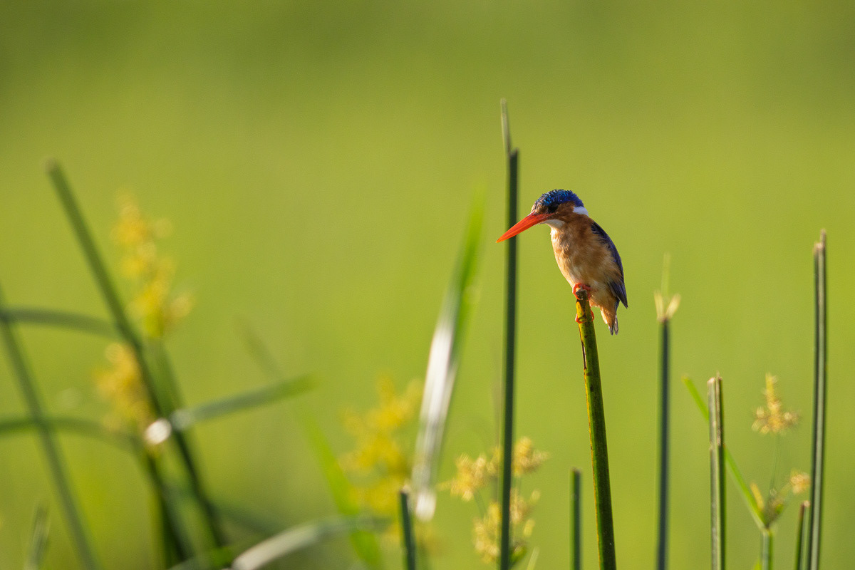 Martin Pêcheur huppé