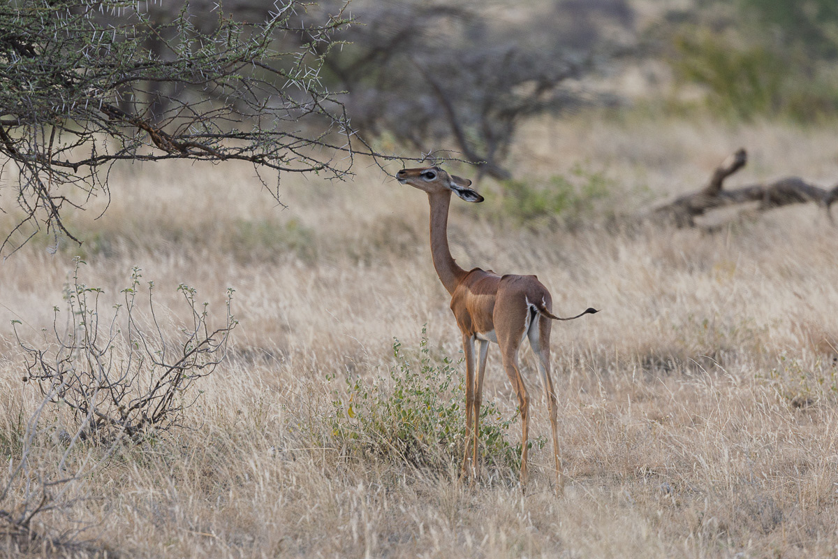 Antilope Girafe