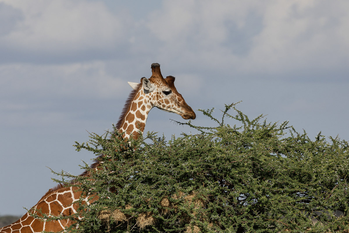Girafe réticulée