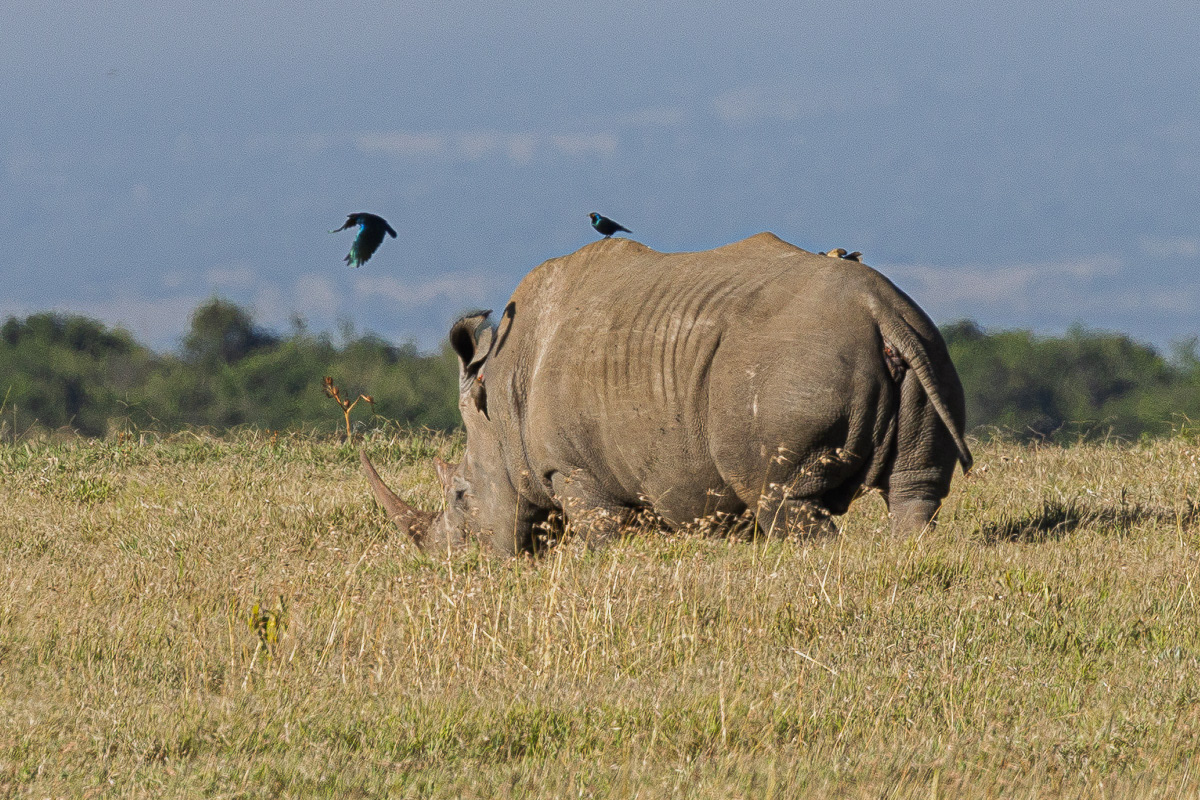Rhinocéros