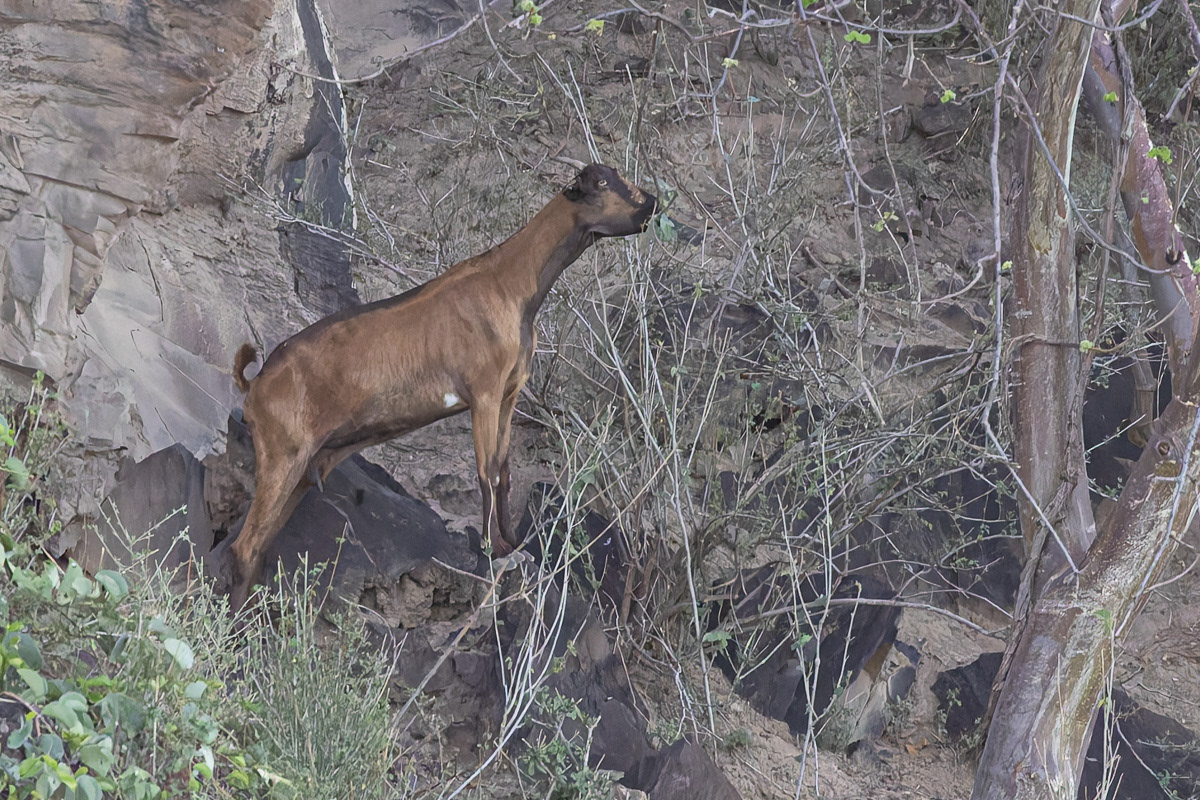 hèvre du Kenya