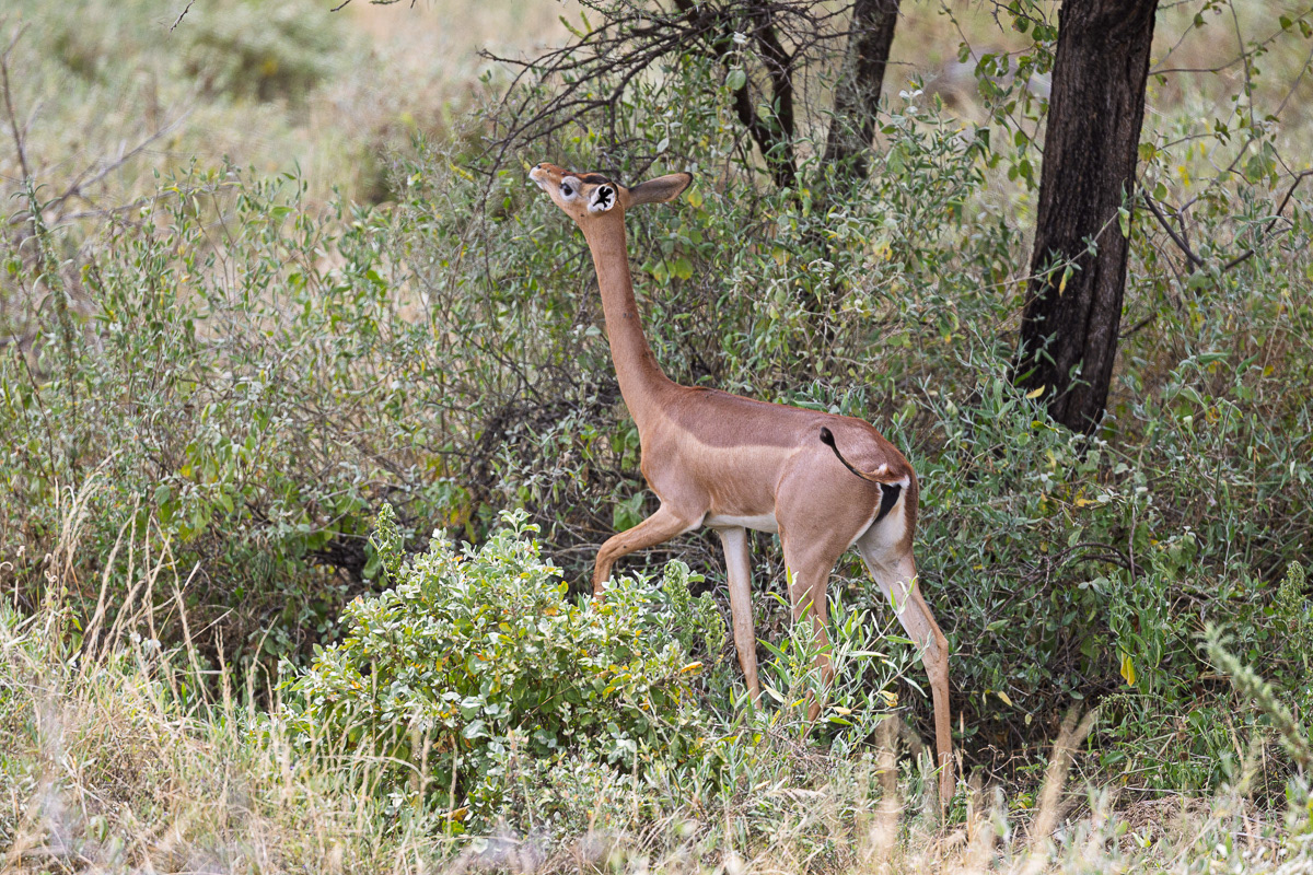 Antilope Girafe