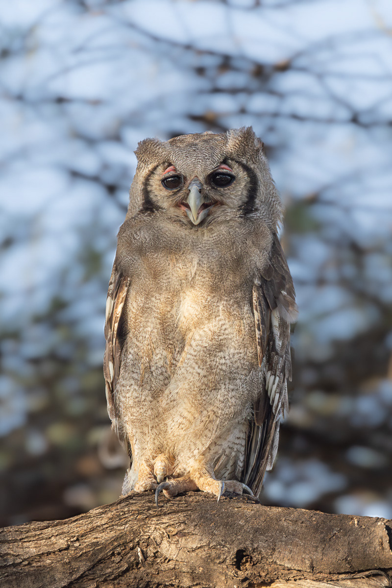 Hibou grand Duc de Verreaux