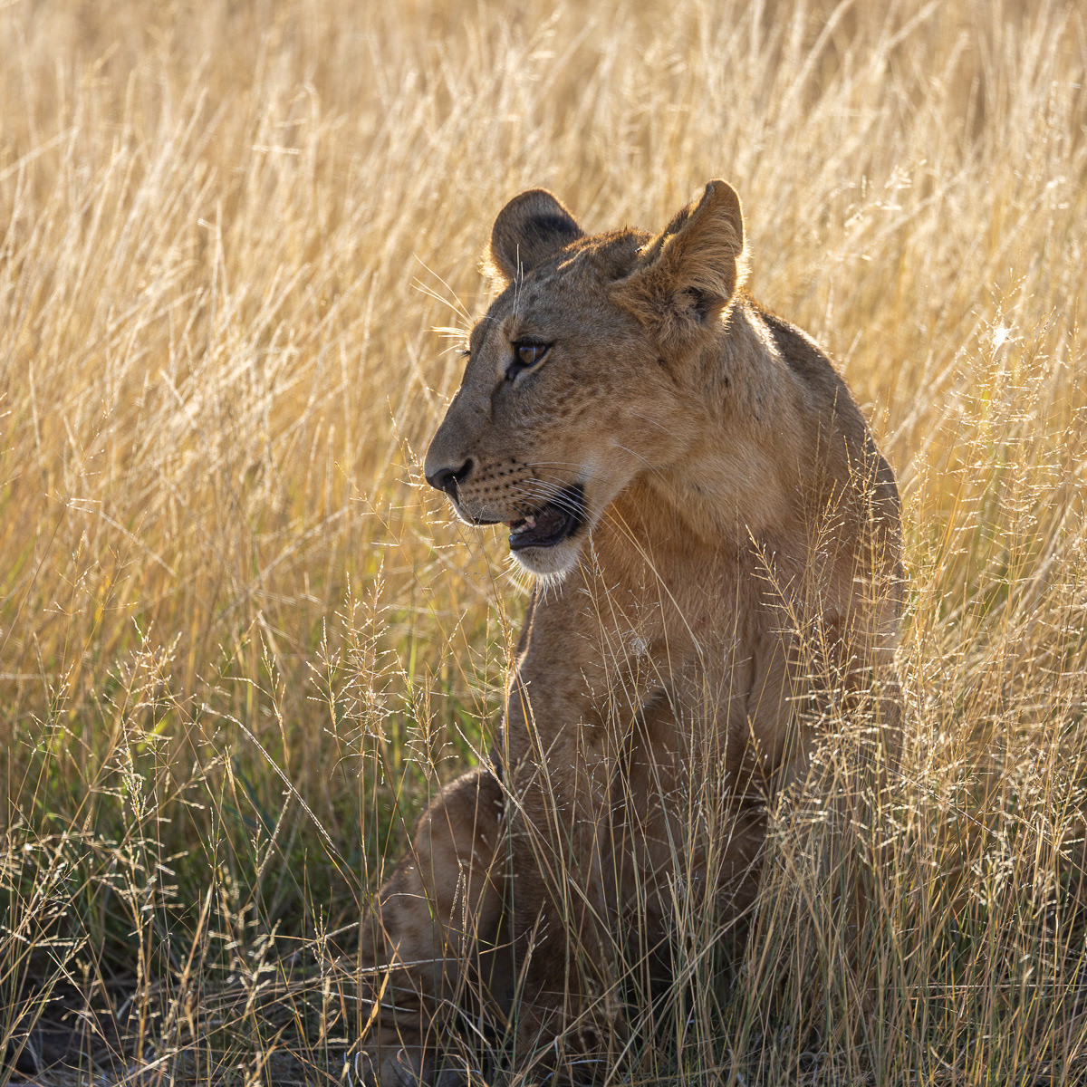 Lion