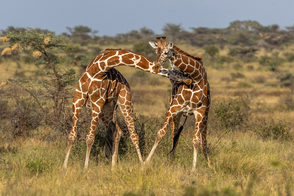 Girafes Réticulées
