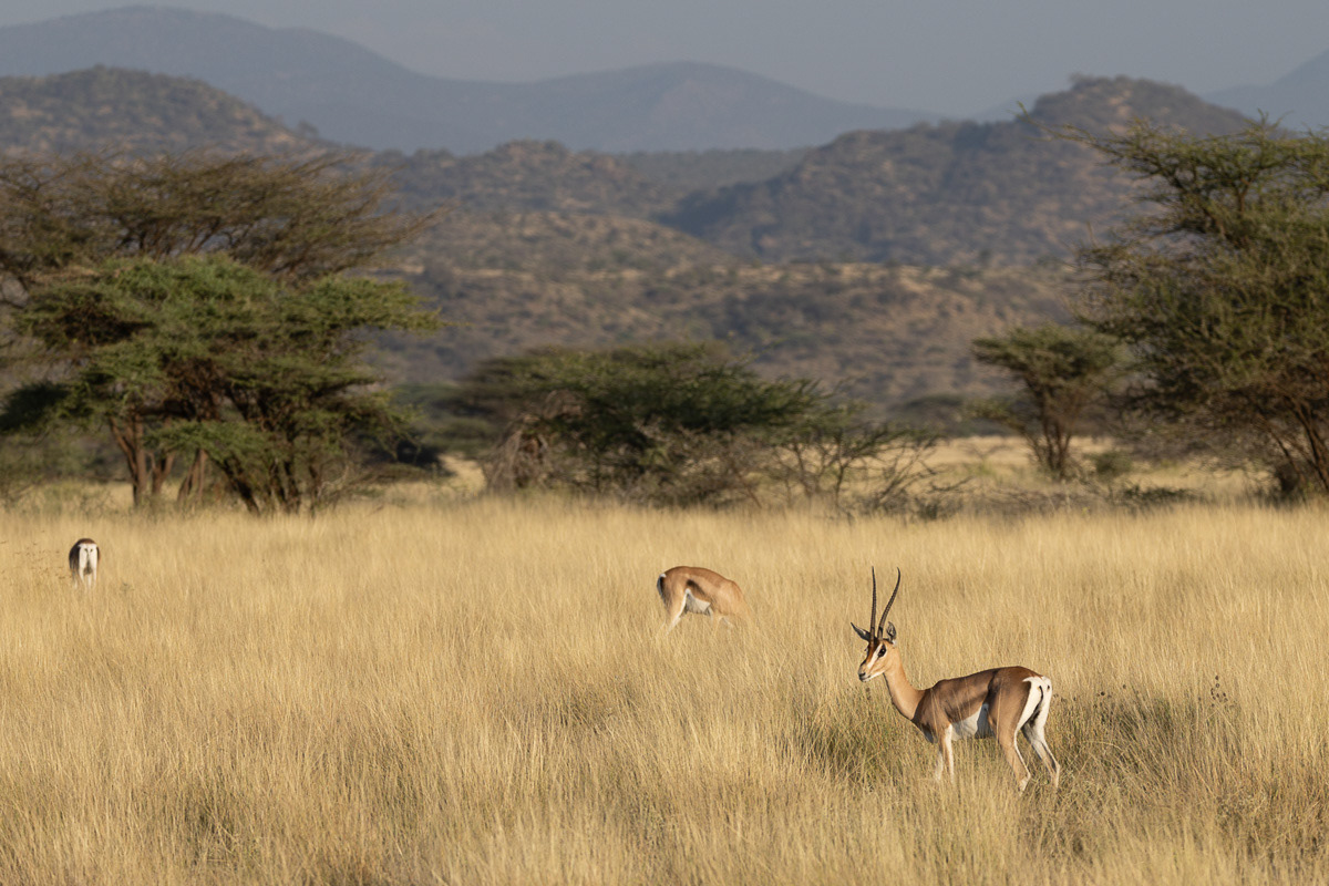 Gazelle de Thomson