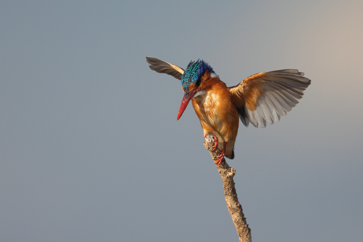Martin pêcheur huppé