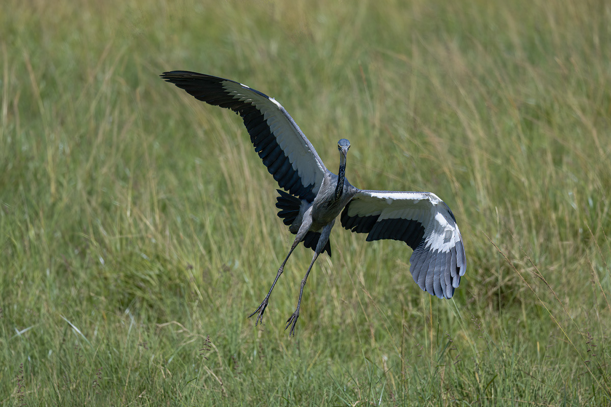 Héron mélanocéphale