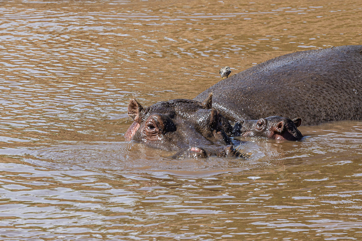 Hippopotame