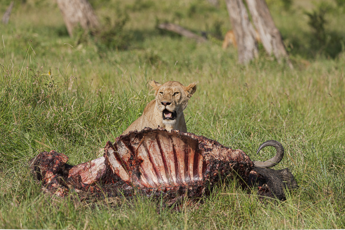 Lion