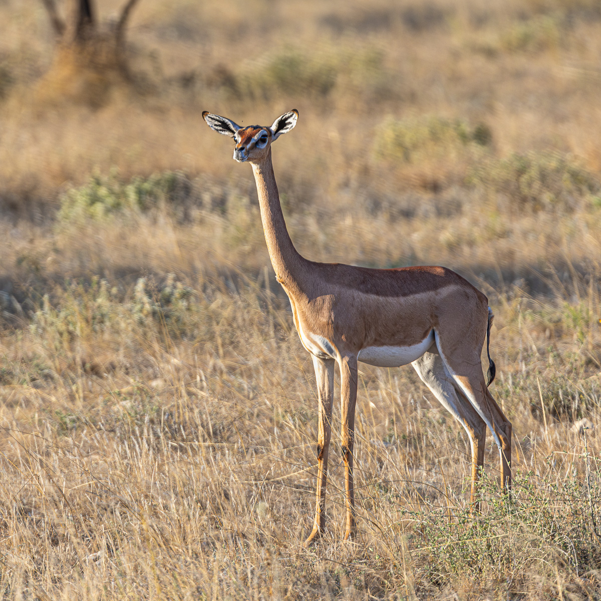 Antilope girafe