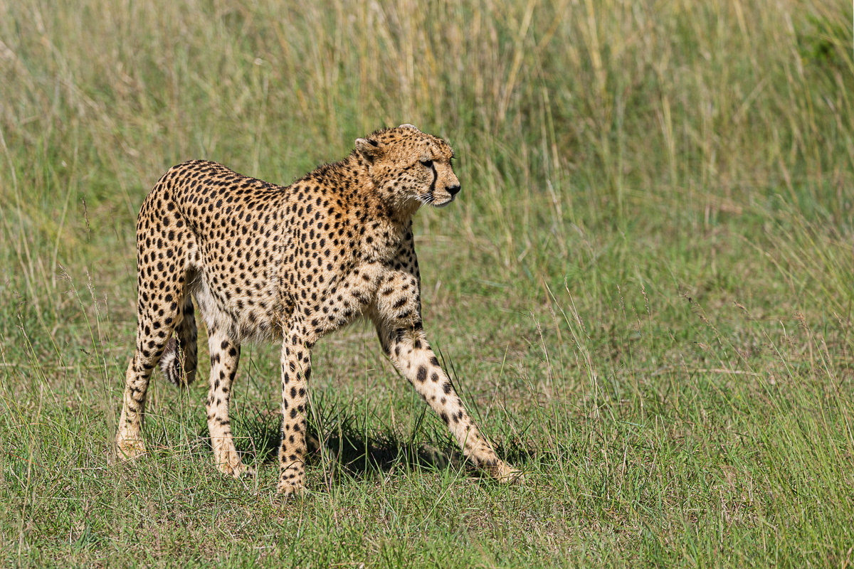 Guépard