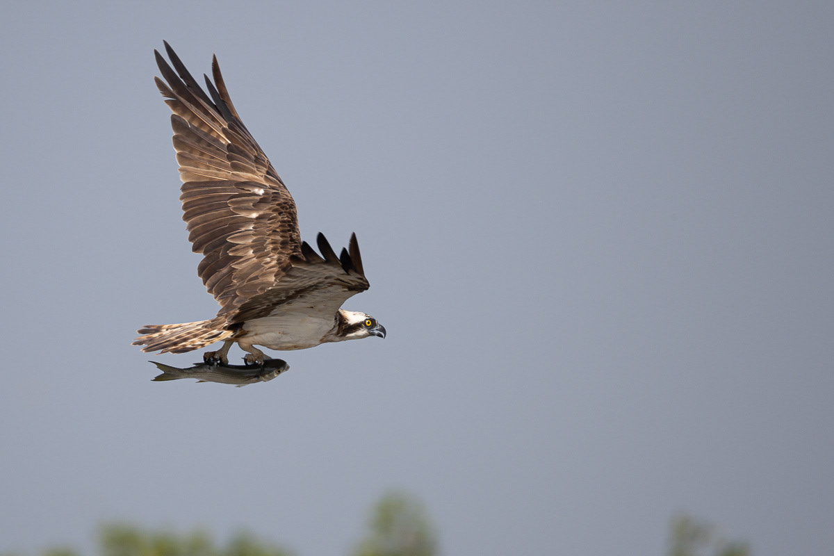 Balbuzard pêcheur (Dibond 40x60)