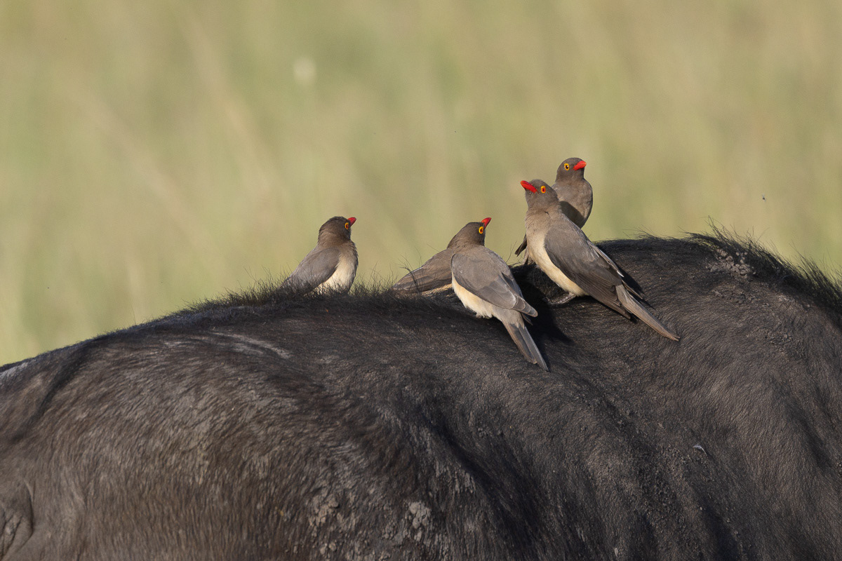 Piquebeouf à bec rouge