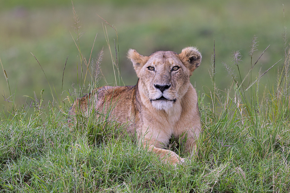 Lion