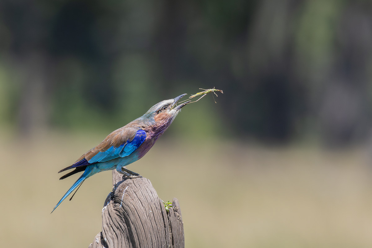 Rollier à long brun