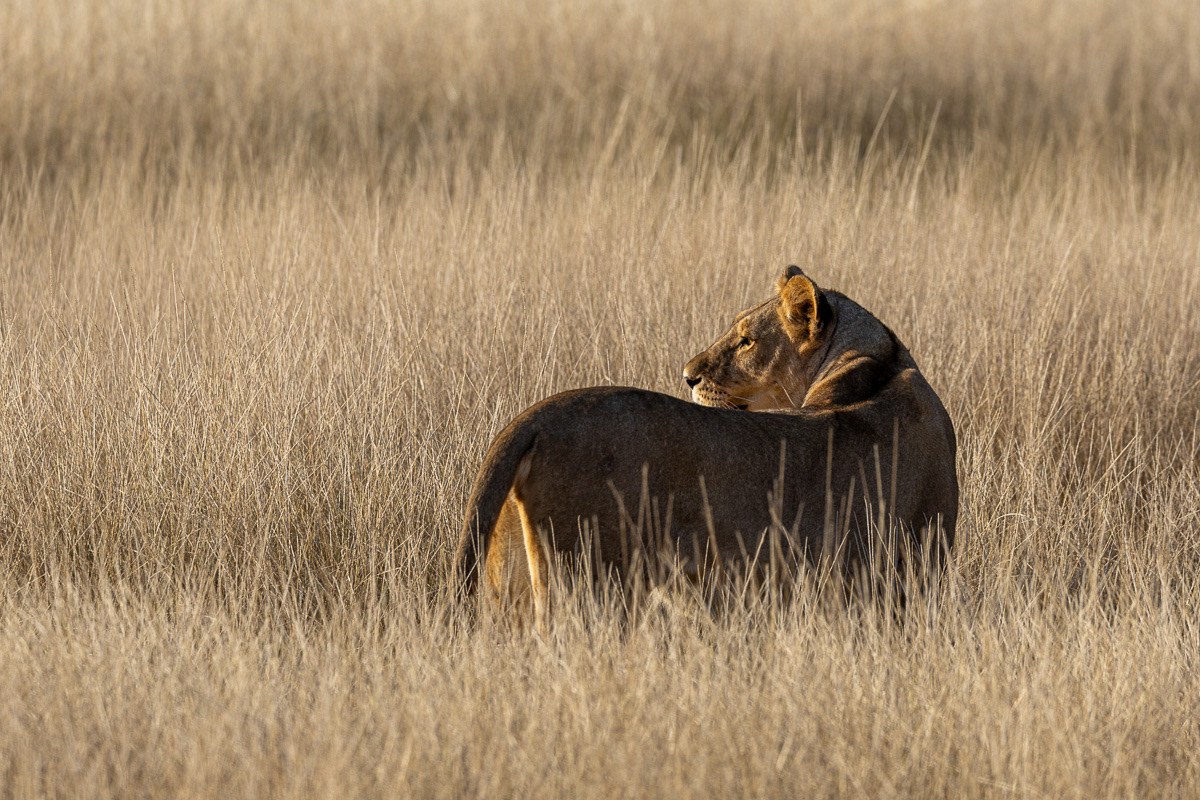 Lion