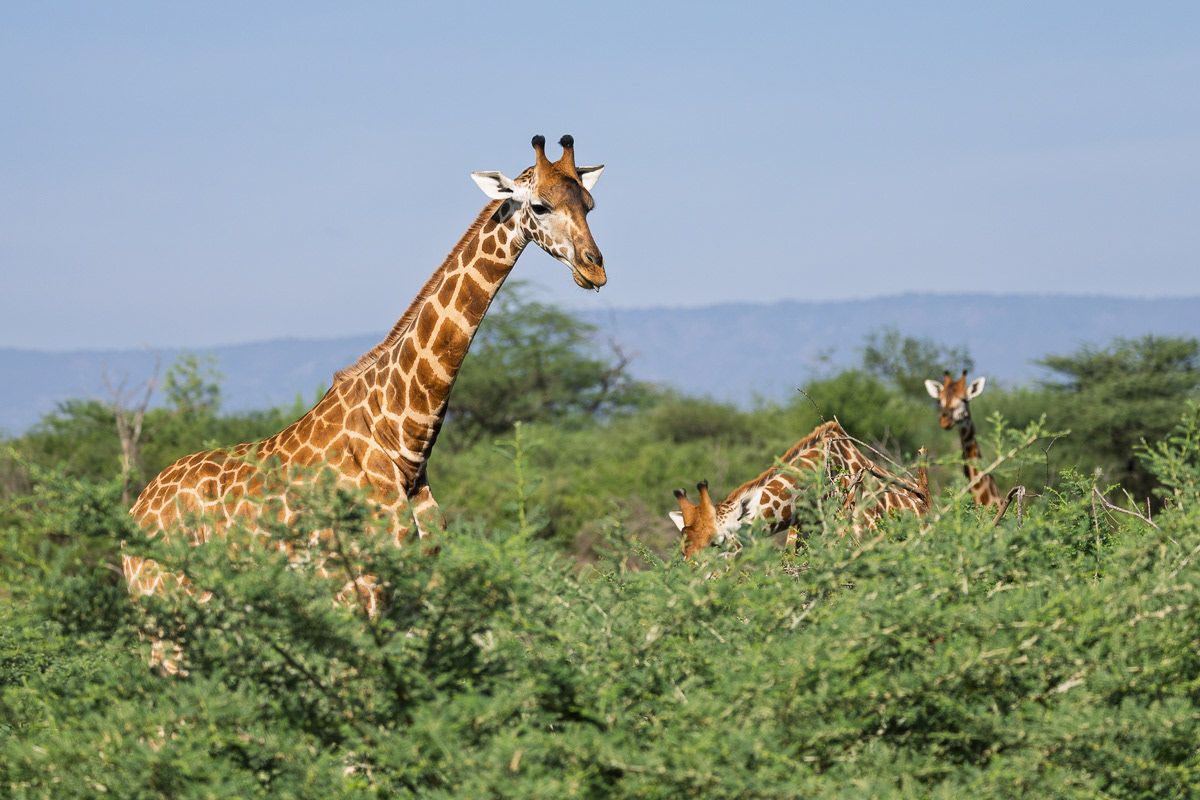 Girafe de Rothschild
