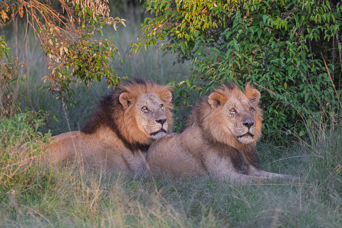 Lion