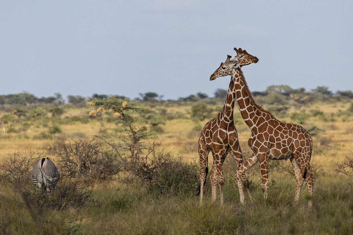 Girafe réticulée