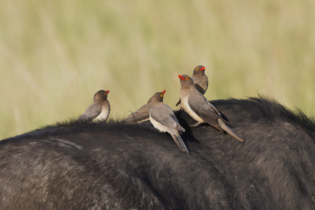 Piqueboeuf à bec rouge