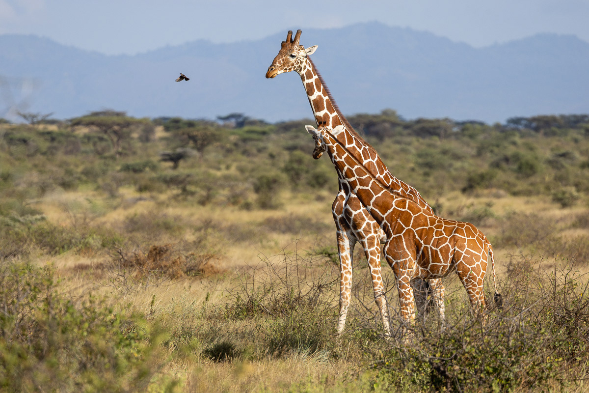 Girafe réticulée