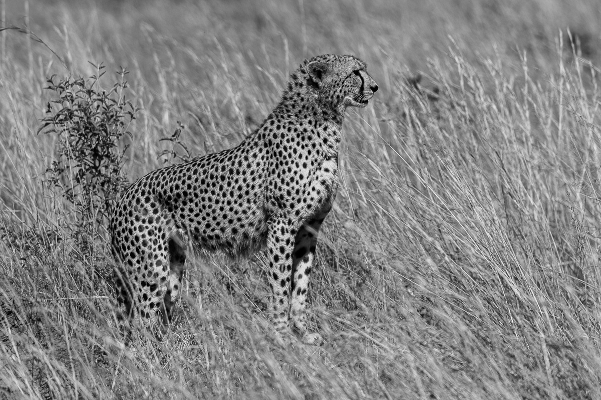 Guépard