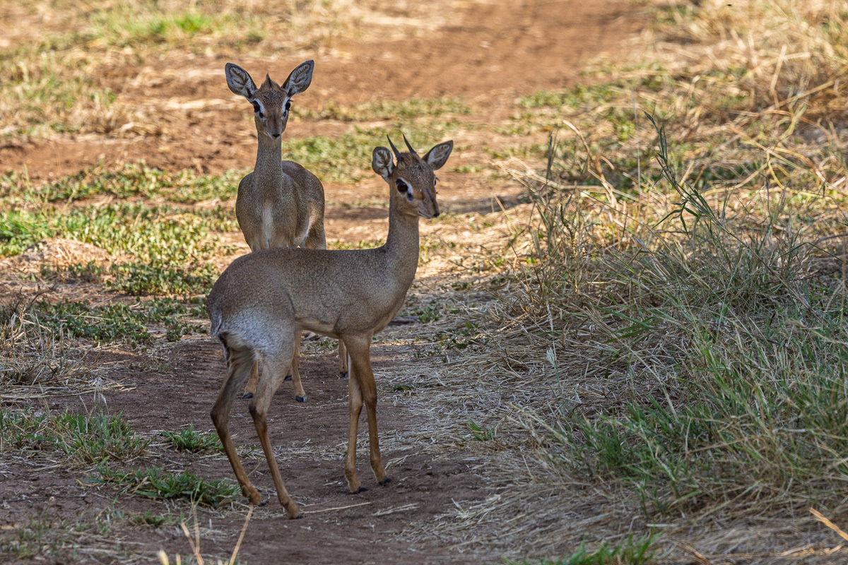 Dik Dik