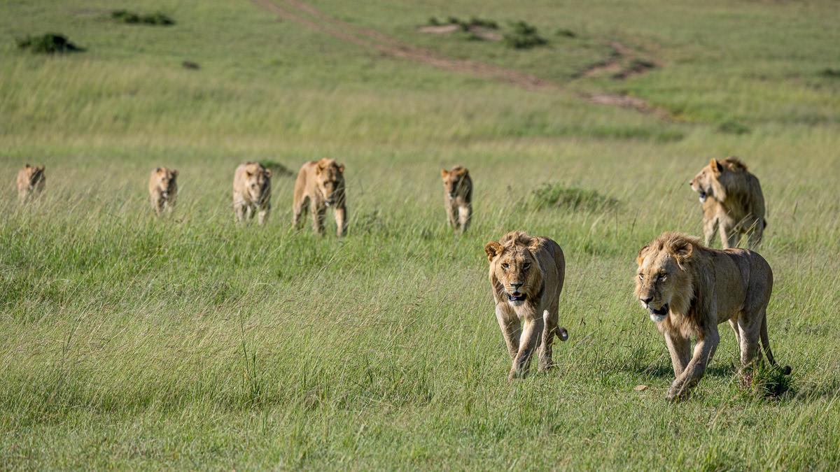 Lion