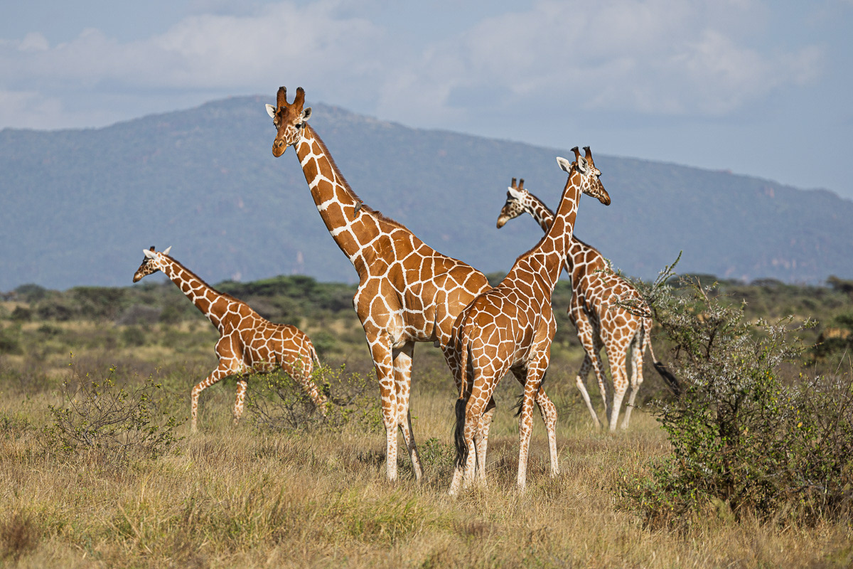 Girafe réticulée