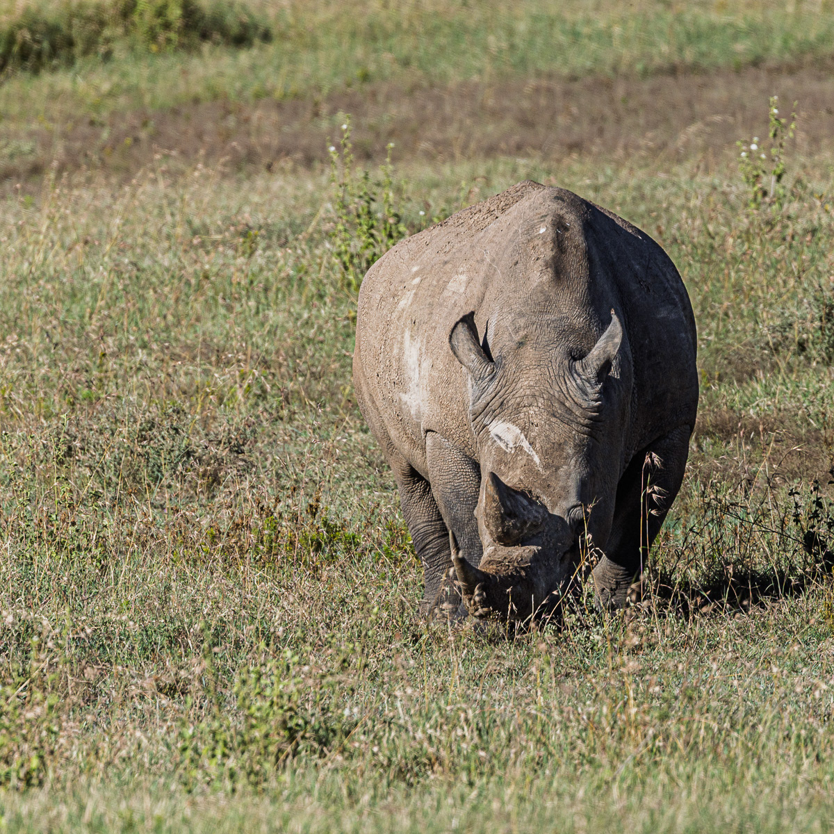 Rhinocéros