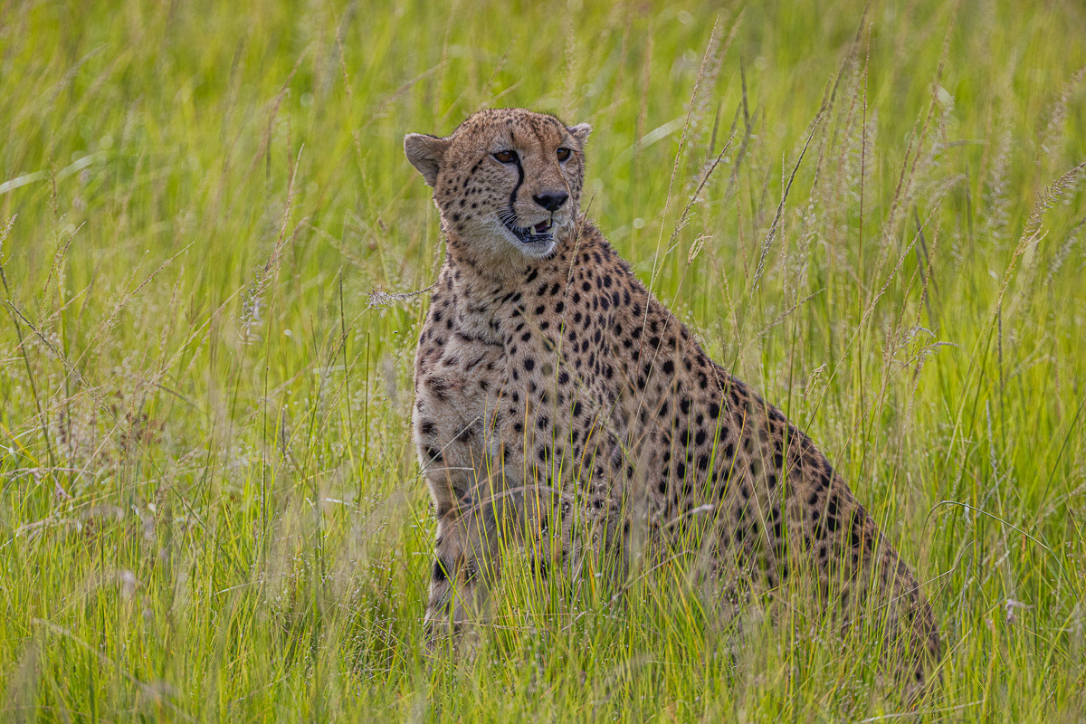 Guépard