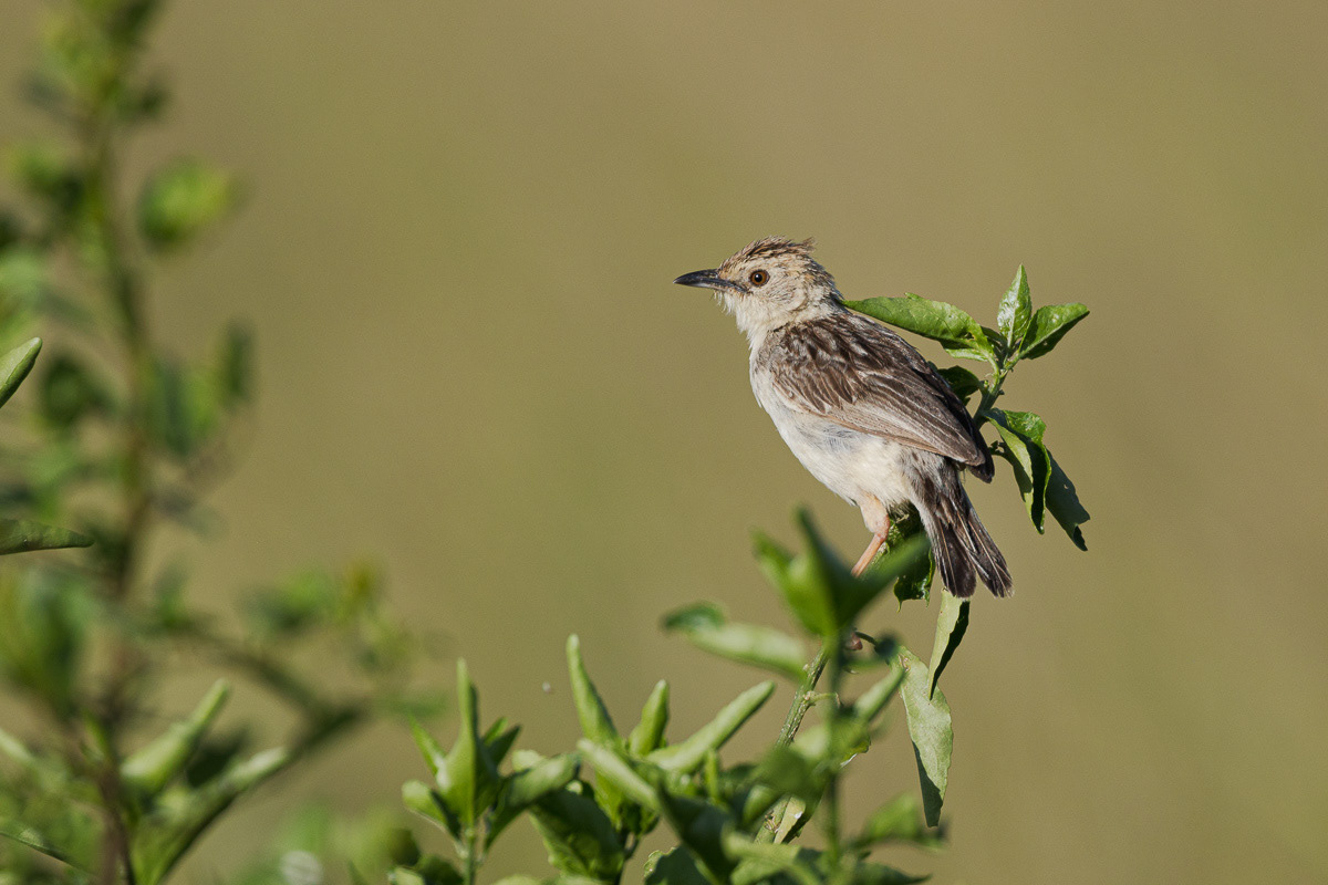 Cisticole grinçante