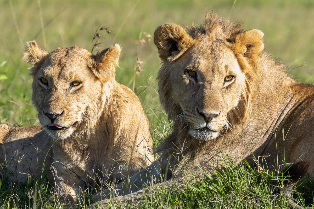 Lion