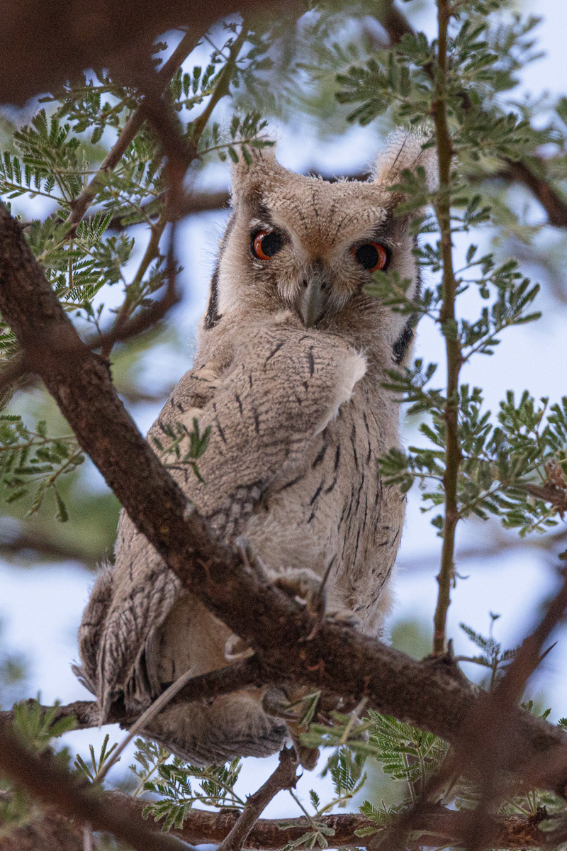 Hibou grand duc