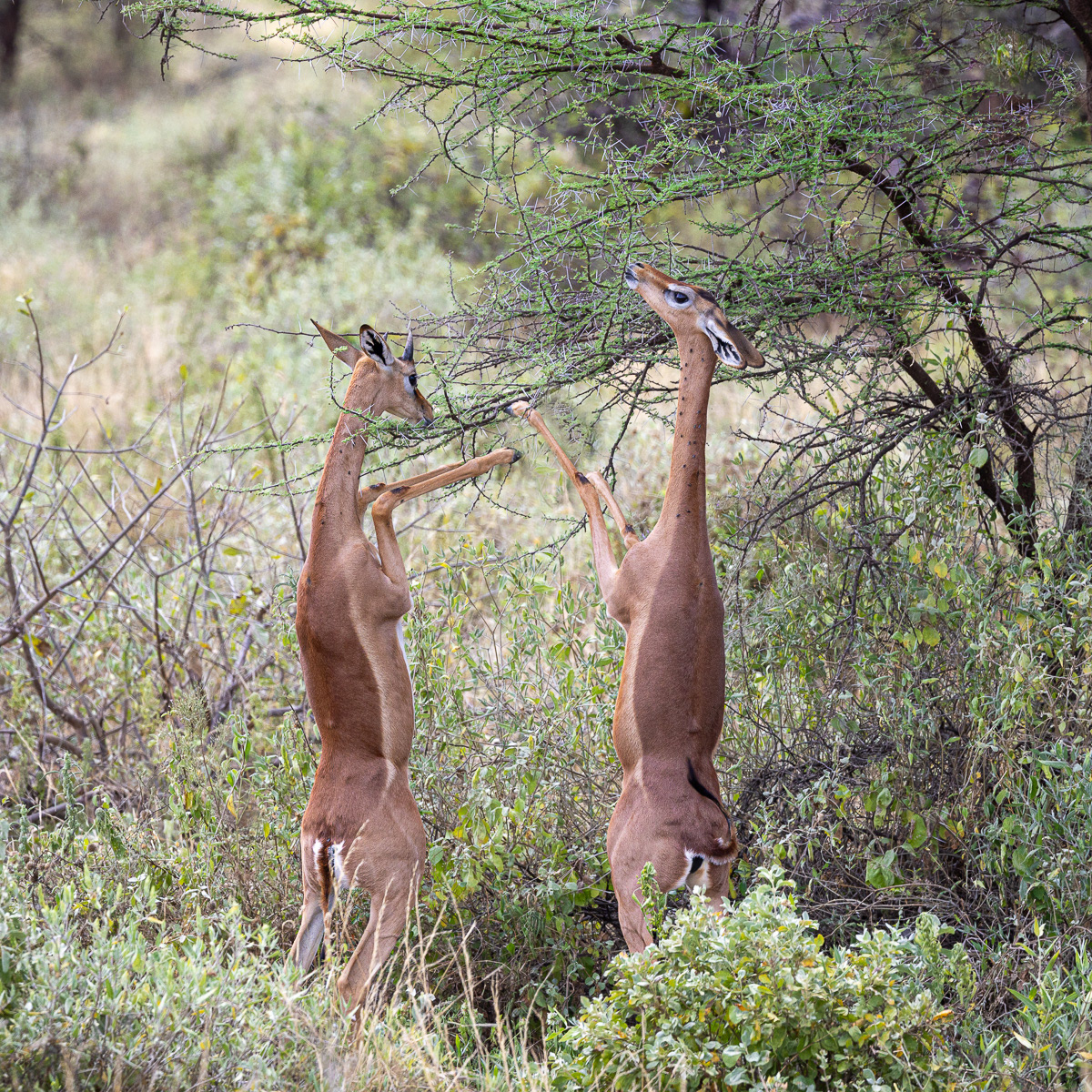 Antilope Girafe