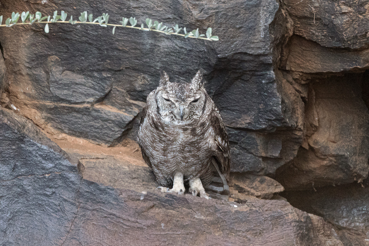 Hibou grand duc