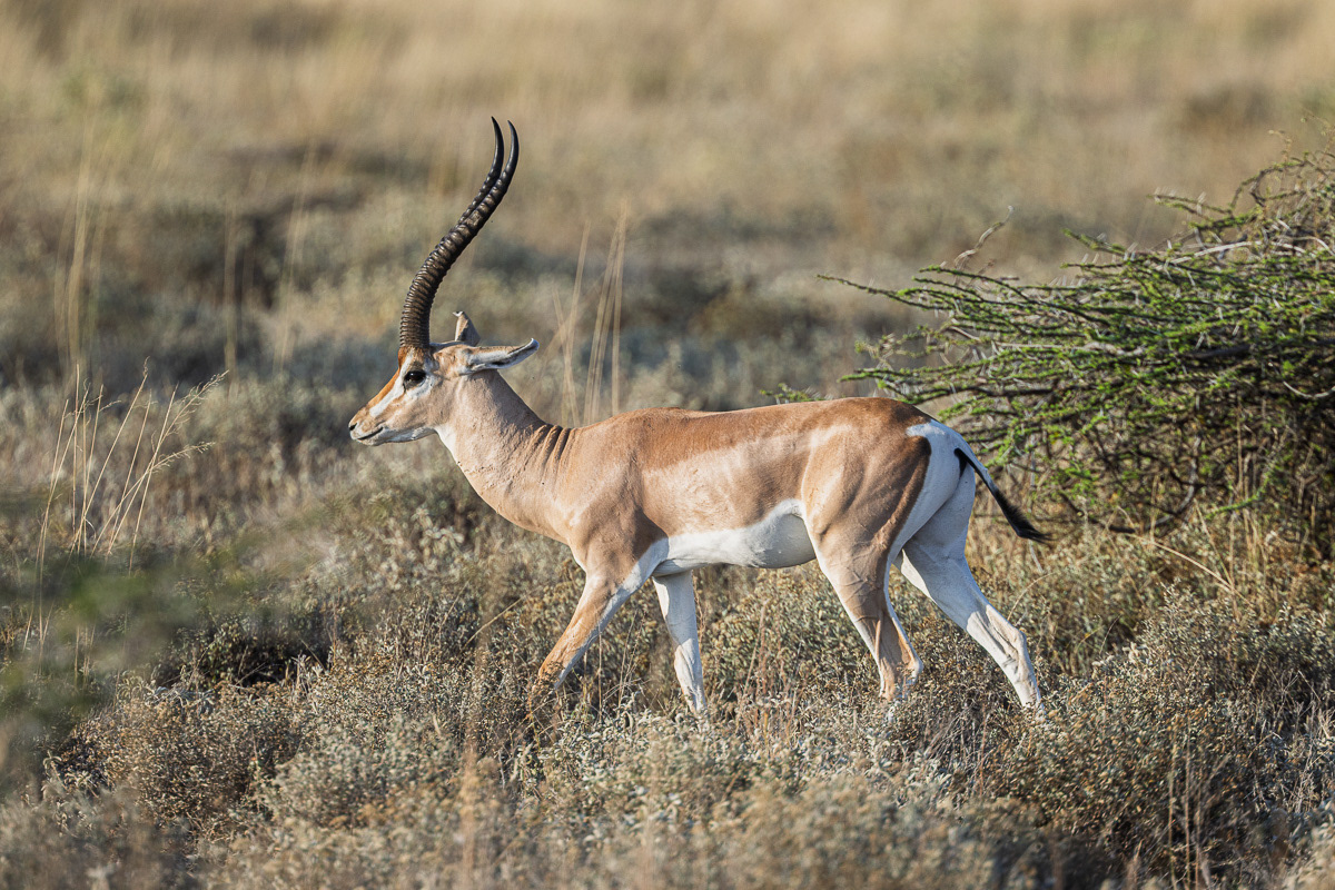 Gazelle de Grant