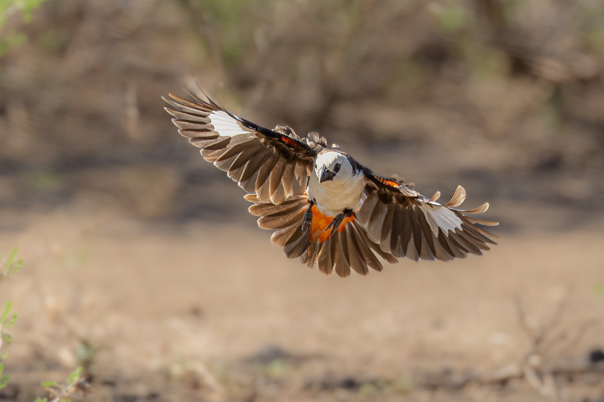 Alecto à tête blanche