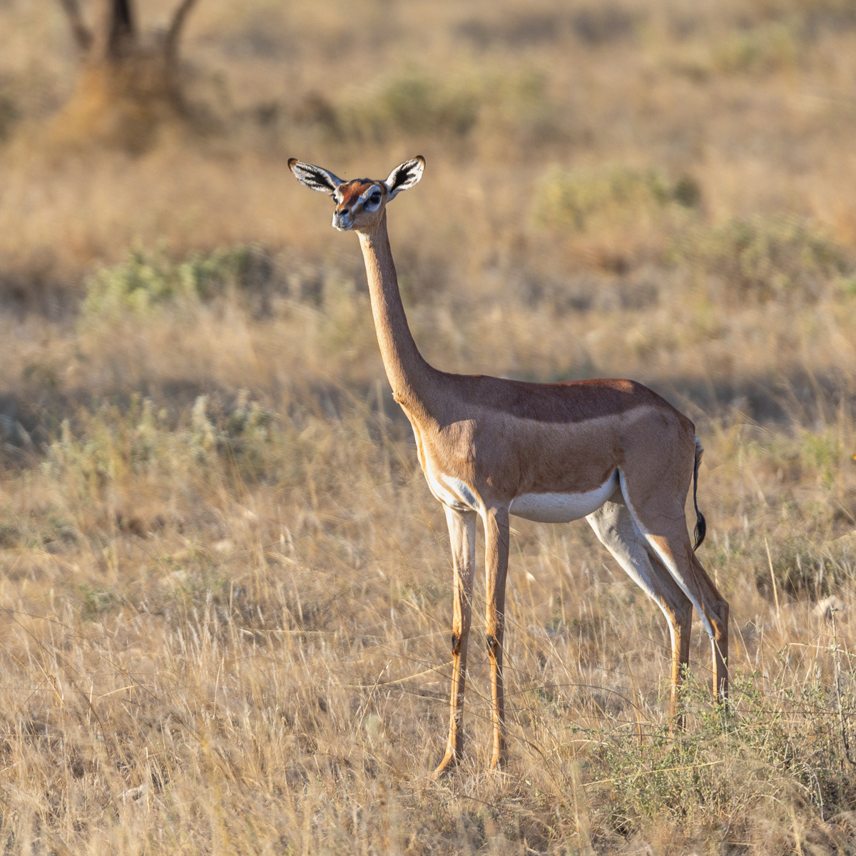 Antilope Girafe