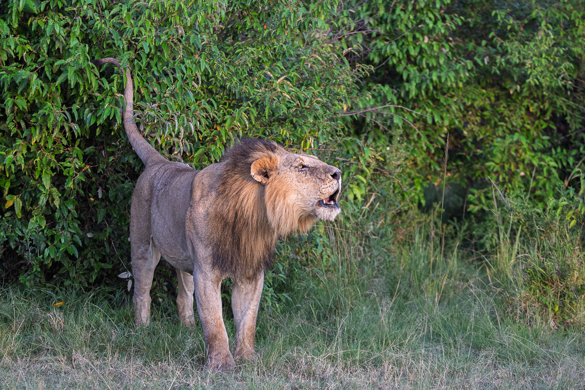 Lion