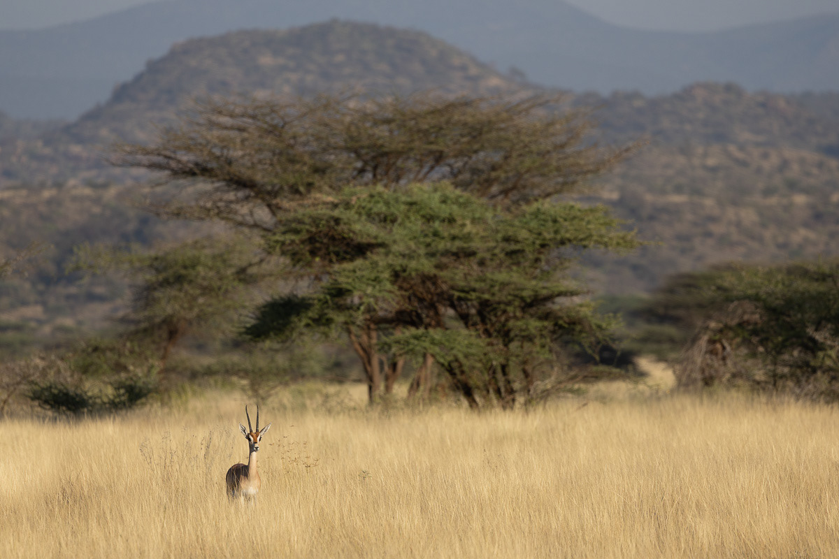 Gazelle de Thomson